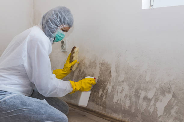Best Emergency Mold Removal  in South Bend, IN
