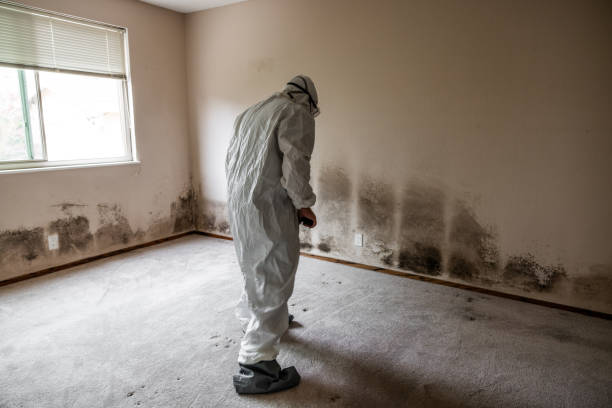 Best Black Mold Removal  in South Bend, IN