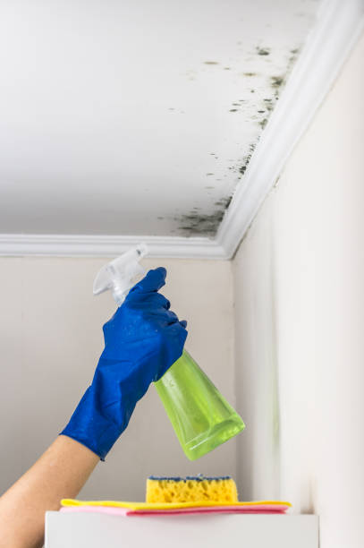 Best Professional Mold Removal  in South Bend, IN